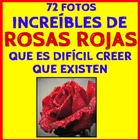 Fondos de Rosas Rojas 아이콘