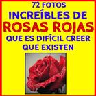Fondos de Rosas Rojas ícone