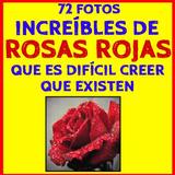 Fondos de Rosas Rojas ícone