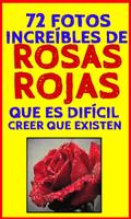Fondos de Rosas Rojas plakat