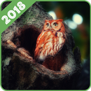 Owl Wallpapers APK