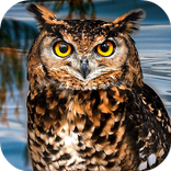 Owl Bird Simulator