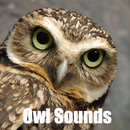 Owl Sounds APK