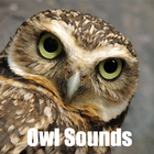 Owl Sounds icône