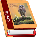 Owls