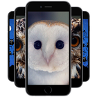 Owl Wallpapers icône