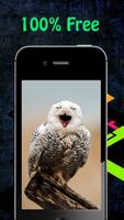 Owl Wallpapers تصوير الشاشة 1