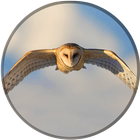 Prank Owl icon