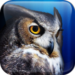 Что? Где? Когда? Викторина