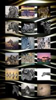 Zebra Wallpapers poster