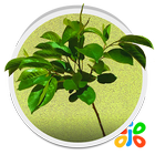 Real Tree Live Wallpaper أيقونة