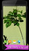 Real Tree Live Wallpaper Affiche