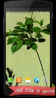 Real Tree Live Wallpaper تصوير الشاشة 1