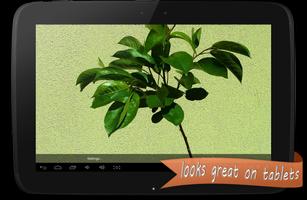 Real Tree Live Wallpaper تصوير الشاشة 2