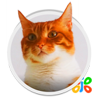 Live HD Cat Wallpaper иконка
