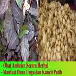 Obat Ambeien herbal mujarab