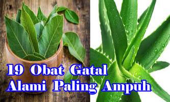 Obat Gatal Alami Tradisional Paling Mujarab screenshot 2