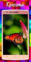 Обои бабочки स्क्रीनशॉट 2