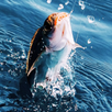 Real Fishing Pro 3D APK