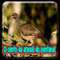 O Canto Da Aracua Do Pantanal Affiche