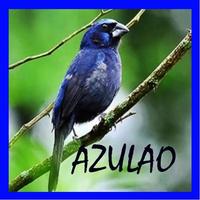 O canto de Azulao পোস্টার