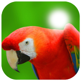 Parrot Photo Frame ไอคอน