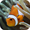 Ocean Fish Aquarium APK
