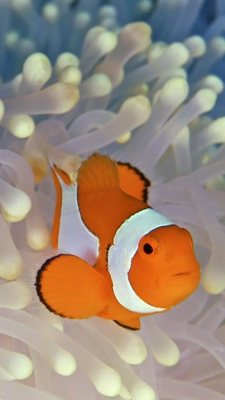 Android 用の 海洋魚ライブ壁紙 水族館 Apk をダウンロード