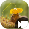 Amazing Wildlife Video APK