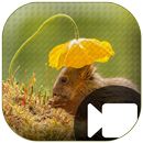Amazing Wildlife Video APK