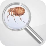 Fleas Detector (prank) icône