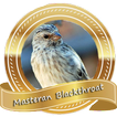 Masteran Burung Blackthroat Pikat