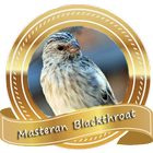 Masteran Burung Blackthroat icône