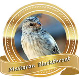 Masteran Burung Blackthroat icône