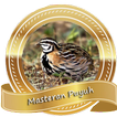 Masteran Burung Puyuh Pikat