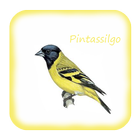 Canto De Pintassilgo icon