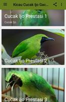 Kicau Cucak Ijo Gacor Prestasi 截圖 2