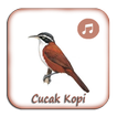 Kicau Cucak Kopi Gacor Pikat