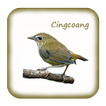 Kicau Cingcoang Gacor Pikat