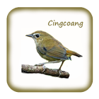 Kicau Cingcoang Gacor Pikat simgesi