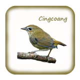 Kicau Cingcoang Gacor Pikat simgesi