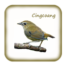 Kicau Cingcoang Gacor Ngerol aplikacja