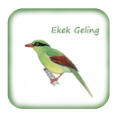 Kicau Ekek Geling Gacor Pikat aplikacja