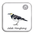Kicau Jalak Hongkong Gacor Top biểu tượng