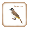 Kicau Trucukan Gacor Ngerol