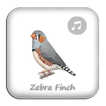 Kicau Zebra Finch Gacor Pikat