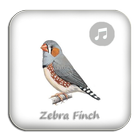 Kicau Zebra Finch Gacor Pikat icône