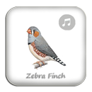 Kicau Zebra Finch Gacor Pikat aplikacja