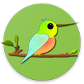 Hummin' Bird