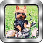 Amazing Dogs Clothes Puzzle icon